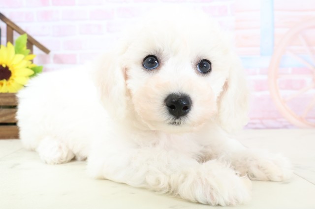 鹿児島県のビションフリーゼ (Coo&RIKU鹿屋店/2026年1月31日生まれ/女の子/ホワイト)の子犬の2枚目の画像