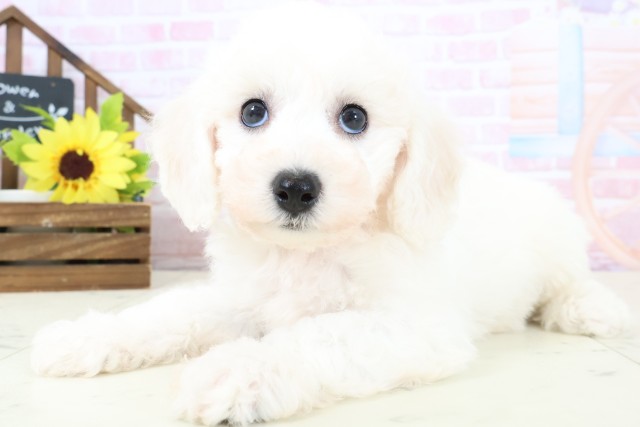 鹿児島県のビションフリーゼ (Coo&RIKU鹿屋店/2026年1月31日生まれ/女の子/ホワイト)の子犬の3枚目の画像