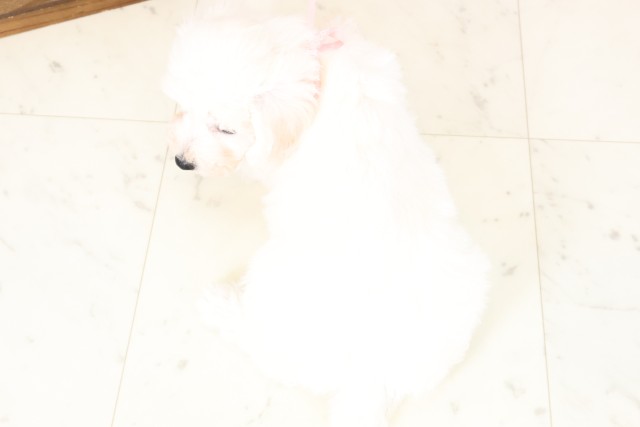 鹿児島県のビションフリーゼ (Coo&RIKU鹿屋店/2026年1月31日生まれ/女の子/ホワイト)の子犬の4枚目の画像
