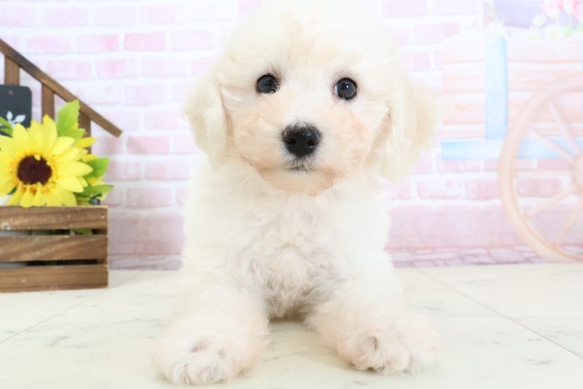 鹿児島県のビションフリーゼ (Coo&RIKU霧島店/2026年1月31日生まれ/女の子/ホワイト)の子犬の1枚目の画像