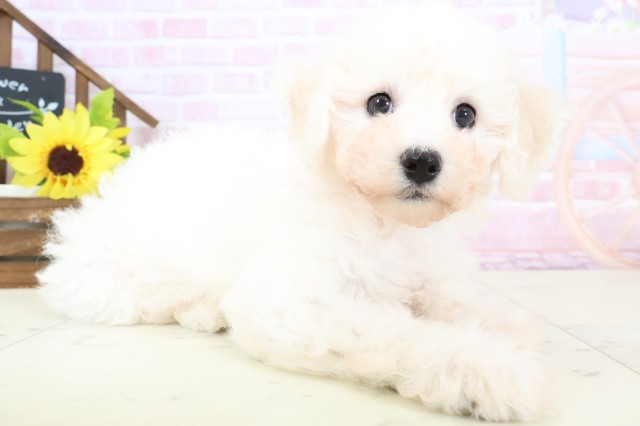 鹿児島県のビションフリーゼ (Coo&RIKU霧島店/2026年1月31日生まれ/女の子/ホワイト)の子犬の2枚目の画像