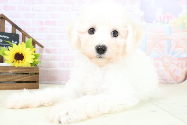 鹿児島県のビションフリーゼ (Coo&RIKU霧島店/2026年1月31日生まれ/女の子/ホワイト)の子犬の3枚目の画像