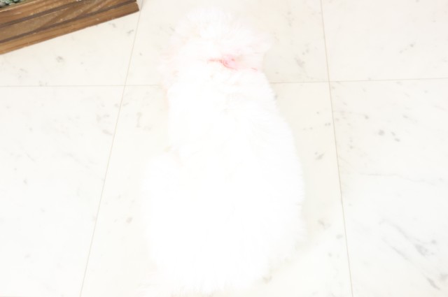 鹿児島県のビションフリーゼ (Coo&RIKU霧島店/2026年1月31日生まれ/女の子/ホワイト)の子犬の4枚目の画像