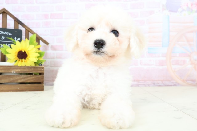 熊本県のビションフリーゼ (Coo&RIKU宇土シティモール店/2026年1月31日生まれ/女の子/ホワイト)の子犬の1枚目の画像