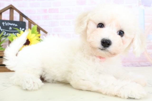 熊本県のビションフリーゼ (Coo&RIKU宇土シティモール店/2026年1月31日生まれ/女の子/ホワイト)の子犬の2枚目の画像