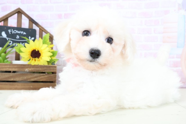 熊本県のビションフリーゼ (Coo&RIKU宇土シティモール店/2026年1月31日生まれ/女の子/ホワイト)の子犬の3枚目の画像