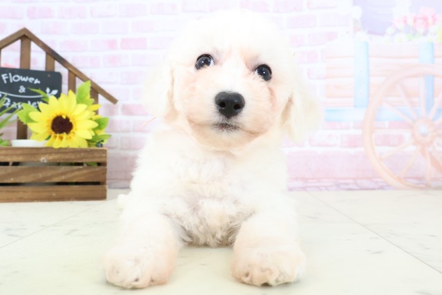 広島県のビションフリーゼ (Coo&RIKU福山店/2026年1月31日生まれ/女の子/ホワイト)の子犬の1枚目の画像