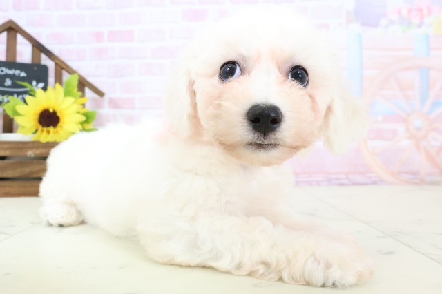 広島県のビションフリーゼ (Coo&RIKU福山店/2026年1月31日生まれ/女の子/ホワイト)の子犬の2枚目の画像