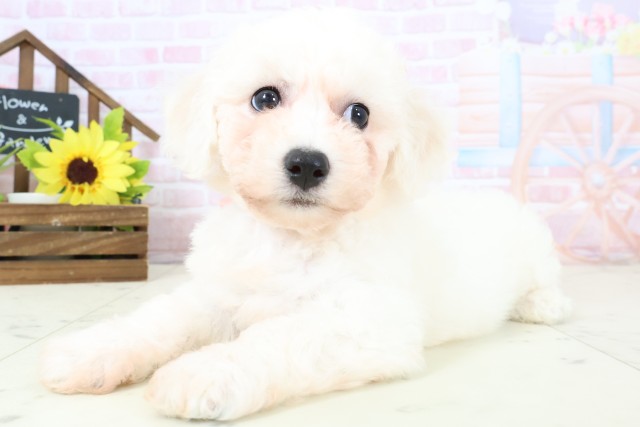 広島県のビションフリーゼ (Coo&RIKU福山店/2026年1月31日生まれ/女の子/ホワイト)の子犬の3枚目の画像