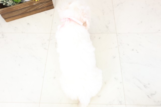 広島県のビションフリーゼ (Coo&RIKU福山店/2026年1月31日生まれ/女の子/ホワイト)の子犬の4枚目の画像