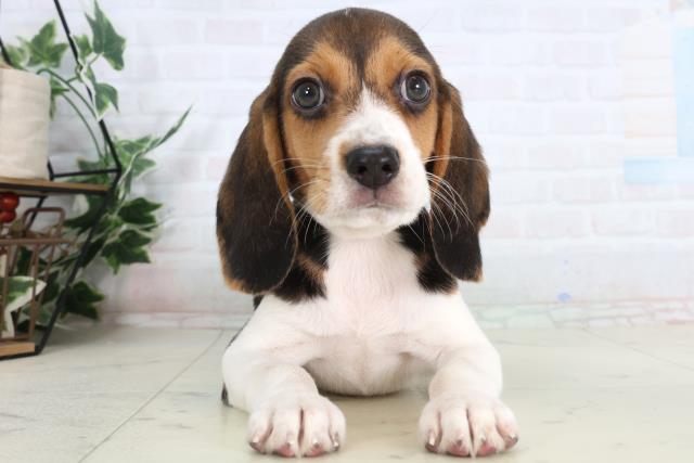 広島県のビーグル (Coo&RIKU福山店/2026年1月29日生まれ/男の子/ハウンドカラー)の子犬の1枚目の画像