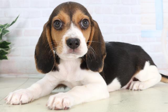 広島県のビーグル (Coo&RIKU福山店/2026年1月29日生まれ/男の子/ハウンドカラー)の子犬の3枚目の画像