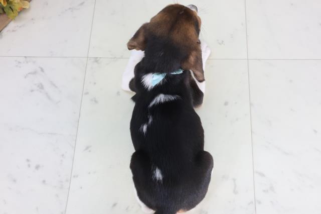 広島県のビーグル (Coo&RIKU福山店/2026年1月29日生まれ/男の子/ハウンドカラー)の子犬の4枚目の画像