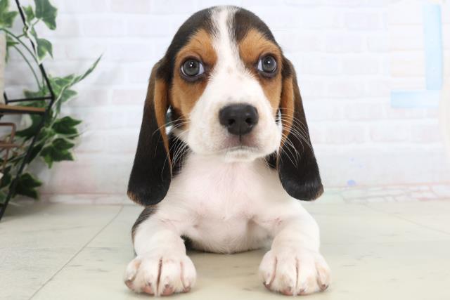 島根県のビーグル (Coo&RIKU出雲店/2026年1月29日生まれ/男の子/ハウンドカラー)の子犬の1枚目の画像