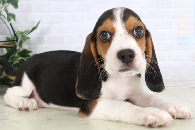 島根県のビーグル (Coo&RIKU出雲店/2026年1月29日生まれ/男の子/ハウンドカラー)の子犬の2枚目の画像