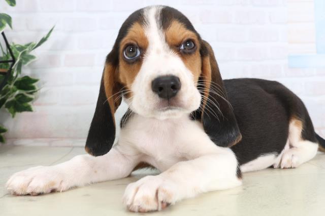 島根県のビーグル (Coo&RIKU出雲店/2026年1月29日生まれ/男の子/ハウンドカラー)の子犬の3枚目の画像