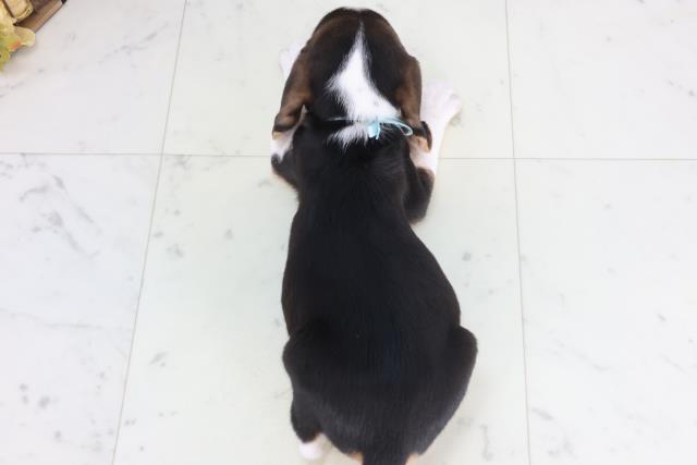 島根県のビーグル (Coo&RIKU出雲店/2026年1月29日生まれ/男の子/ハウンドカラー)の子犬の4枚目の画像