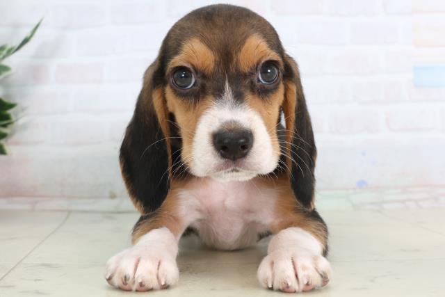 徳島県のビーグル (Coo&RIKU徳島店/2026年1月29日生まれ/男の子/ハウンドカラー)の子犬の1枚目の画像