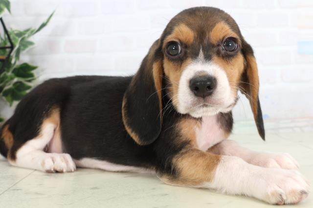 徳島県のビーグル (Coo&RIKU徳島店/2026年1月29日生まれ/男の子/ハウンドカラー)の子犬の2枚目の画像