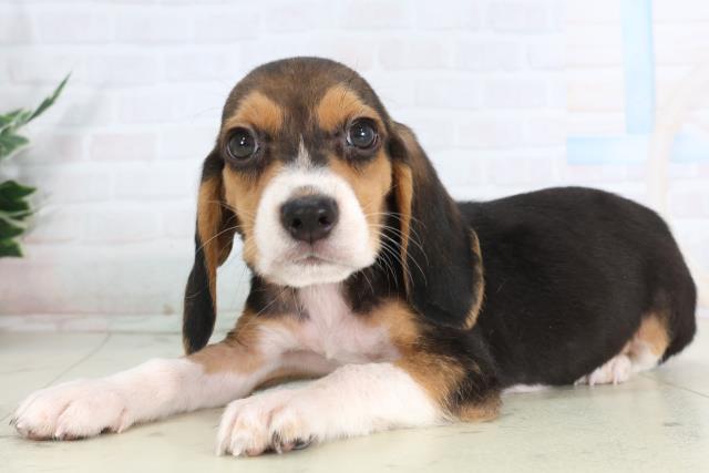 徳島県のビーグル (Coo&RIKU徳島店/2026年1月29日生まれ/男の子/ハウンドカラー)の子犬の3枚目の画像