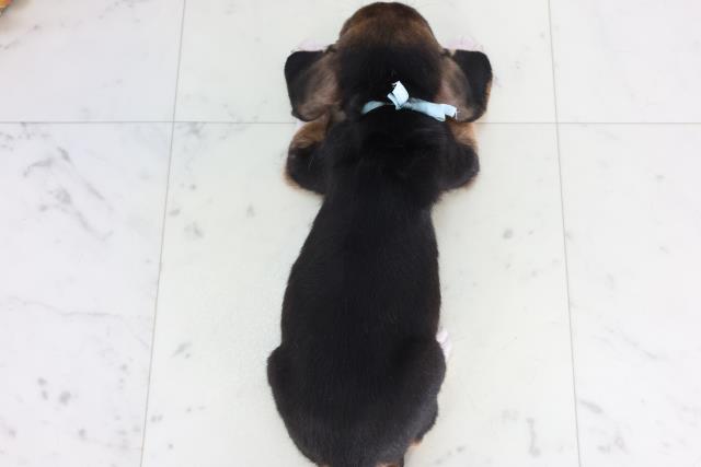 徳島県のビーグル (Coo&RIKU徳島店/2026年1月29日生まれ/男の子/ハウンドカラー)の子犬の4枚目の画像