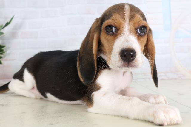 香川県のビーグル (Coo&RIKU高松上福岡店/2026年1月29日生まれ/女の子/ハウンドカラー)の子犬の2枚目の画像