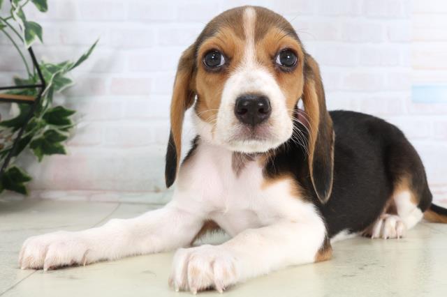 香川県のビーグル (Coo&RIKU高松上福岡店/2026年1月29日生まれ/女の子/ハウンドカラー)の子犬の3枚目の画像