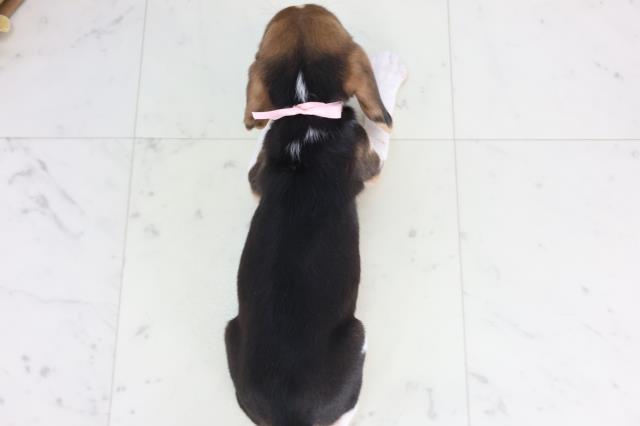 香川県のビーグル (Coo&RIKU高松上福岡店/2026年1月29日生まれ/女の子/ハウンドカラー)の子犬の4枚目の画像