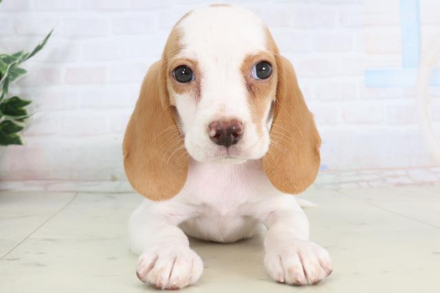 福岡県のビーグル (Coo&RIKU小倉店/2026年1月29日生まれ/女の子/レモンホワイト)の子犬の1枚目の画像