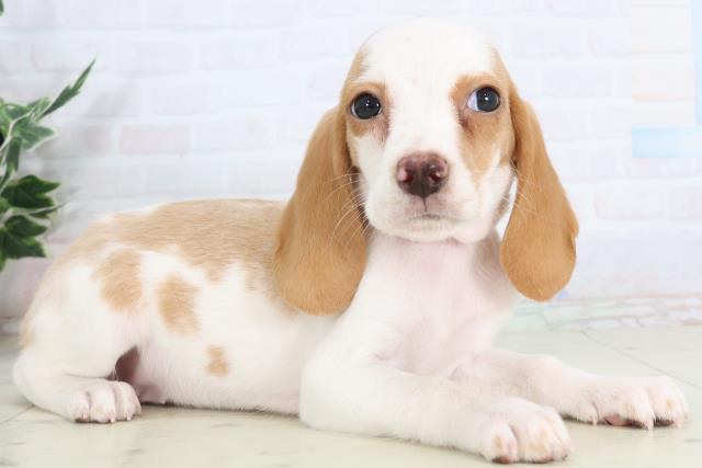 福岡県のビーグル (Coo&RIKU小倉店/2026年1月29日生まれ/女の子/レモンホワイト)の子犬の2枚目の画像