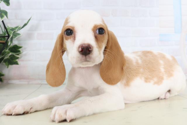 福岡県のビーグル (Coo&RIKU小倉店/2026年1月29日生まれ/女の子/レモンホワイト)の子犬の3枚目の画像