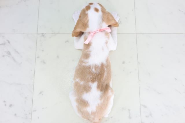 福岡県のビーグル (Coo&RIKU小倉店/2026年1月29日生まれ/女の子/レモンホワイト)の子犬の4枚目の画像