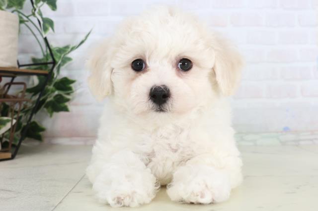 広島県のビションフリーゼ (Coo&RIKUゆめタウン大竹店/2026年1月31日生まれ/男の子/ホワイト)の子犬の1枚目の画像