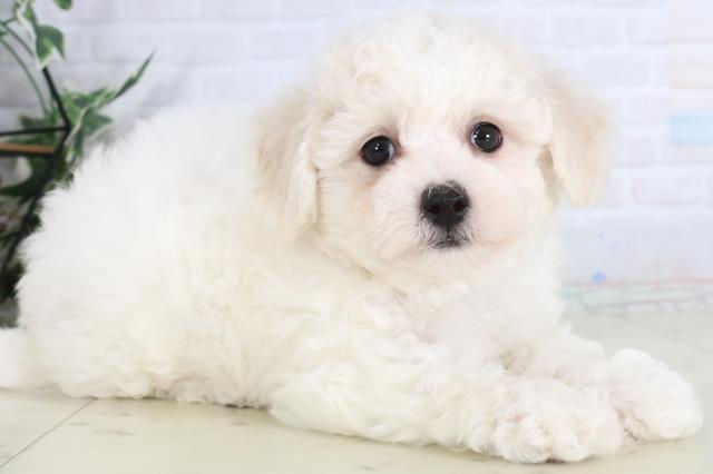 広島県のビションフリーゼ (Coo&RIKUゆめタウン大竹店/2026年1月31日生まれ/男の子/ホワイト)の子犬の2枚目の画像