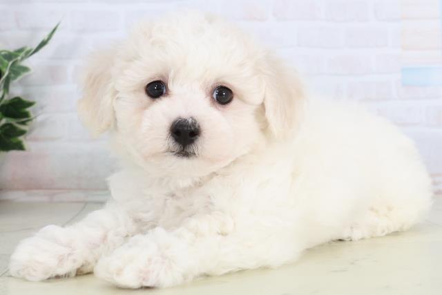 広島県のビションフリーゼ (Coo&RIKUゆめタウン大竹店/2026年1月31日生まれ/男の子/ホワイト)の子犬の3枚目の画像