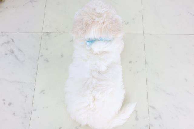 広島県のビションフリーゼ (Coo&RIKUゆめタウン大竹店/2026年1月31日生まれ/男の子/ホワイト)の子犬の4枚目の画像