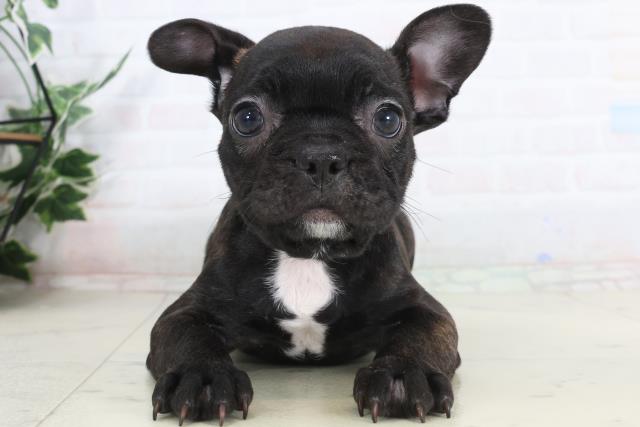 滋賀県のフレンチブルドッグ (Coo&RIKU長浜店/2026年1月22日生まれ/女の子/ブリンドル)の子犬