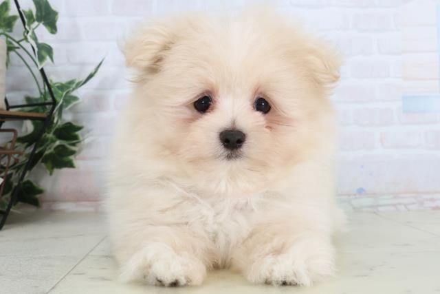 山口県のポメマル/マルポメ(ポメラニアン×マルチーズ) (Coo&RIKUサンパークあじす店/2026年1月26日生まれ/男の子/クリーム)の子犬の1枚目の画像