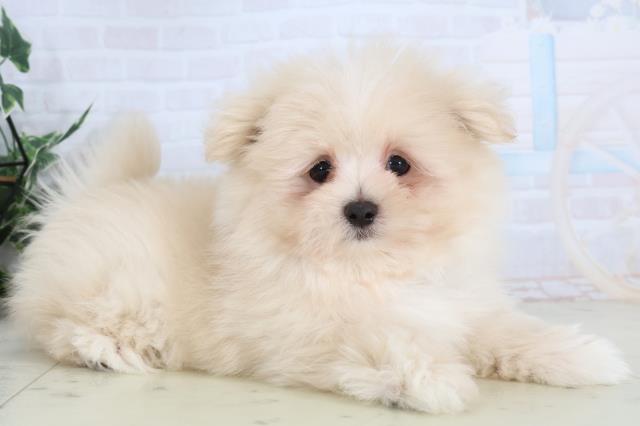 山口県のポメマル/マルポメ(ポメラニアン×マルチーズ) (Coo&RIKUサンパークあじす店/2026年1月26日生まれ/男の子/クリーム)の子犬の2枚目の画像