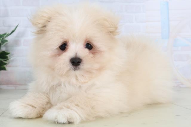 山口県のポメマル/マルポメ(ポメラニアン×マルチーズ) (Coo&RIKUサンパークあじす店/2026年1月26日生まれ/男の子/クリーム)の子犬の3枚目の画像