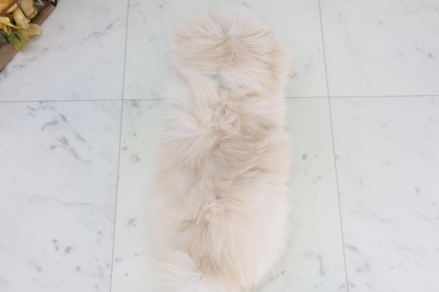 山口県のポメマル/マルポメ(ポメラニアン×マルチーズ) (Coo&RIKUサンパークあじす店/2026年1月26日生まれ/男の子/クリーム)の子犬の4枚目の画像