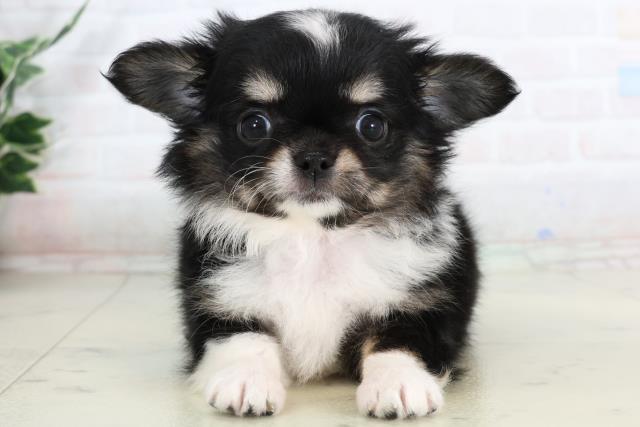 岡山県のチワワ(ロング) (Coo&RIKU岡山店/2026年1月28日生まれ/女の子/ブラックタンホワイト)の子犬の1枚目の画像