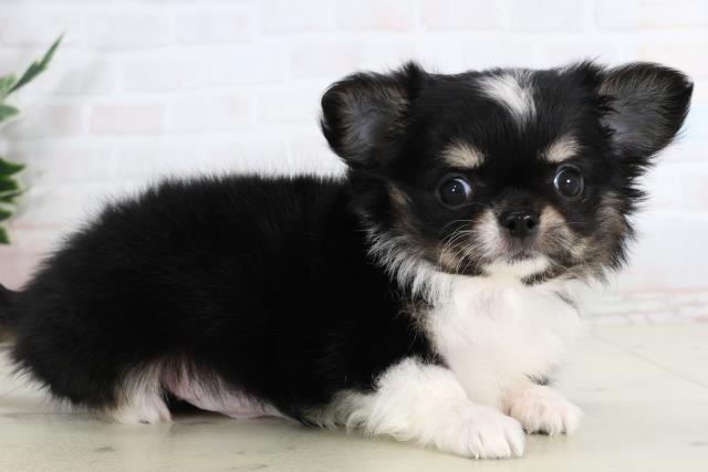 岡山県のチワワ(ロング) (Coo&RIKU岡山店/2026年1月28日生まれ/女の子/ブラックタンホワイト)の子犬の2枚目の画像