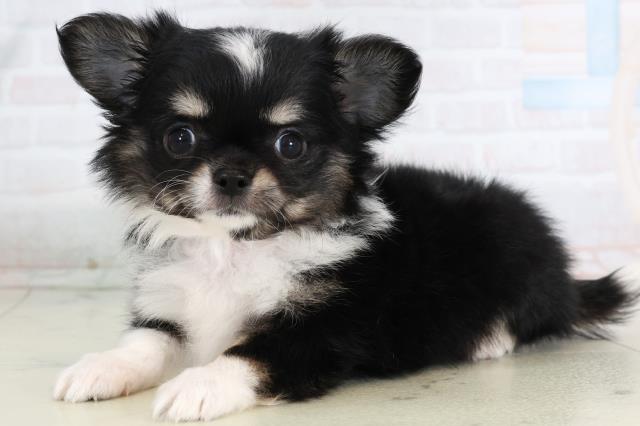 岡山県のチワワ(ロング) (Coo&RIKU岡山店/2026年1月28日生まれ/女の子/ブラックタンホワイト)の子犬の3枚目の画像