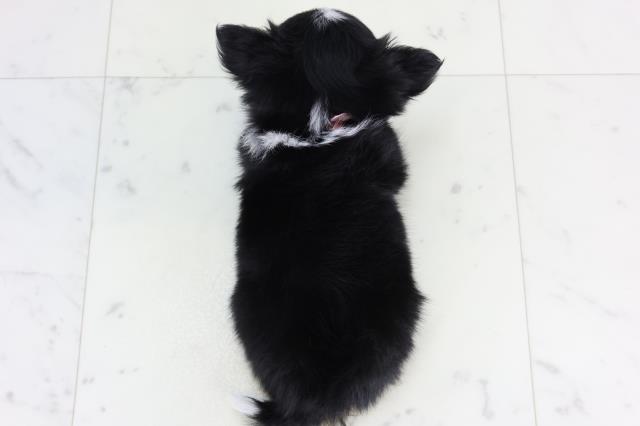 岡山県のチワワ(ロング) (Coo&RIKU岡山店/2026年1月28日生まれ/女の子/ブラックタンホワイト)の子犬の4枚目の画像