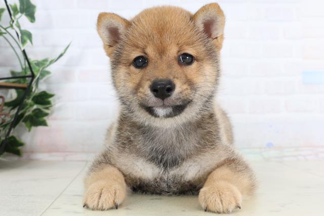 滋賀県の豆柴 (Coo&RIKU長浜店/2026年1月28日生まれ/男の子/赤)の子犬