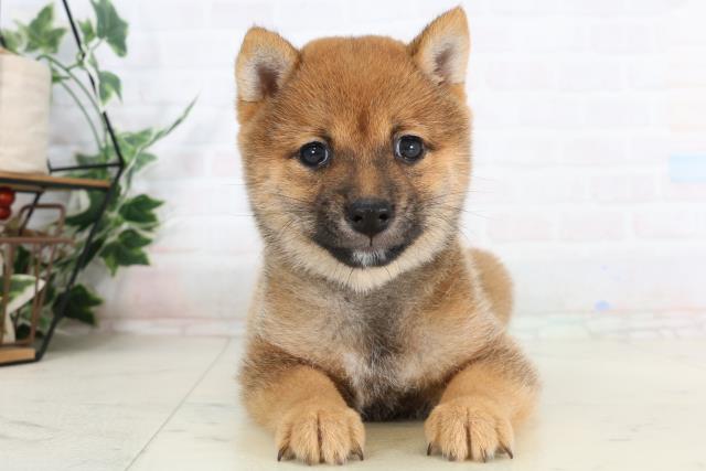 広島県の豆柴 (Coo&RIKU福山店/2026年1月28日生まれ/女の子/赤)の子犬の1枚目の画像