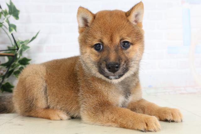 広島県の豆柴 (Coo&RIKU福山店/2026年1月28日生まれ/女の子/赤)の子犬の2枚目の画像