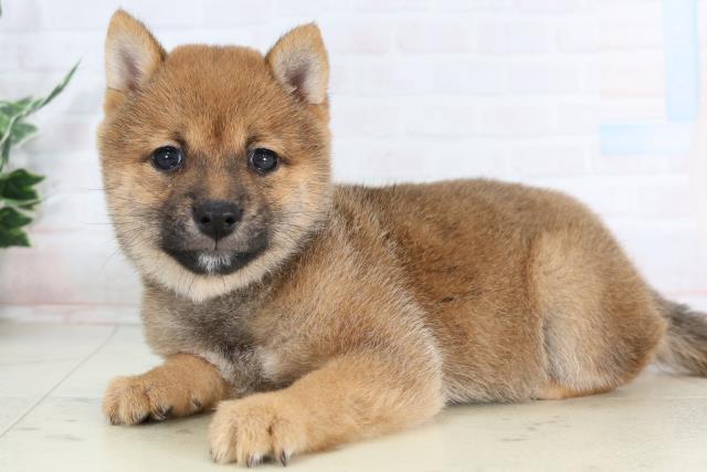 広島県の豆柴 (Coo&RIKU福山店/2026年1月28日生まれ/女の子/赤)の子犬の3枚目の画像