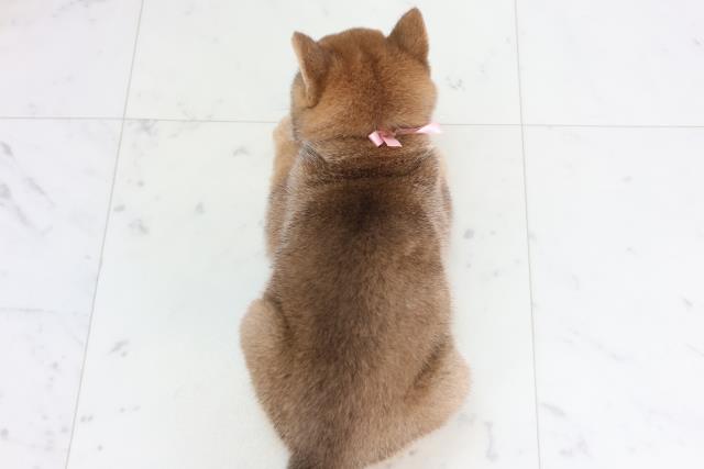 広島県の豆柴 (Coo&RIKU福山店/2026年1月28日生まれ/女の子/赤)の子犬の4枚目の画像